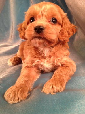 Male Cockapoo Puppy for sale #17 Born Feb. 18, 2013| Looking for a Great Cockapoo Breeder Near IA, MN, IL, or WI? You just found one! 